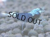 024　R【4＋1】イベントお宝残りを超特価大放出！新種系色々MIX