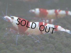 画像1: 075　C【4＋1】SHRIMP AWARD3連覇ブランドも超特価放出！SUPER FARM O2