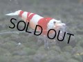 076　C【4＋1】SHRIMP AWARD3連覇ブランドも超特価放出！SUPER FARM O2