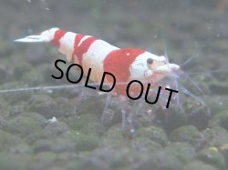 画像1: 076　C【4＋1】SHRIMP AWARD3連覇ブランドも超特価放出！SUPER FARM O2