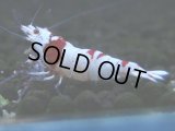 068　C【4＋1】SHRIMP AWARD3連覇ブランドも超特価放出！SUPER FARM O2