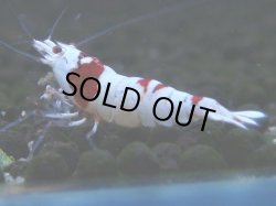 画像1: 068　C【4＋1】SHRIMP AWARD3連覇ブランドも超特価放出！SUPER FARM O2