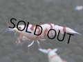 134　A【4＋1】モーニング一斉！朝から超特価！Fan Shrimp レッドファンシータイガー