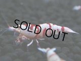 134　A【4＋1】モーニング一斉！朝から超特価！Fan Shrimp レッドファンシータイガー