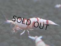 134　A【4＋1】モーニング一斉！朝から超特価！Fan Shrimp レッドファンシータイガー