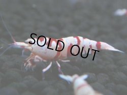 画像1: 134　A【4＋1】モーニング一斉！朝から超特価！Fan Shrimp レッドファンシータイガー