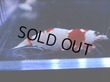 101　C【4＋1】モーニング一斉！GWSPイベント直売個体！HY shrimp ハイグレードレッドビー！