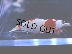 画像1: 101　C【4＋1】モーニング一斉！GWSPイベント直売個体！HY shrimp ハイグレードレッドビー！