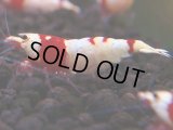 236　H【4＋1】ebisquidのレッドビー！