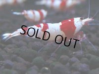 228　H【4＋1】ZOZO BEEのレッドビー！