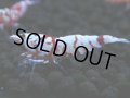 135　A【4＋1】モーニング一斉！朝から超特価！Fan Shrimp レッドファンシータイガー