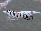 135　A【4＋1】モーニング一斉！朝から超特価！Fan Shrimp レッドファンシータイガー