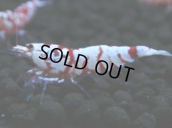 画像1: 135　A【4＋1】モーニング一斉！朝から超特価！Fan Shrimp レッドファンシータイガー