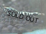 149　P【4＋1】モーニング一斉！朝から超特価！HY shrimp BLACK&RED GALAXY