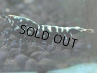 149　P【4＋1】モーニング一斉！朝から超特価！HY shrimp BLACK&RED GALAXY