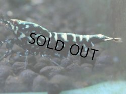 画像1: 149　P【4＋1】モーニング一斉！朝から超特価！HY shrimp BLACK&RED GALAXY