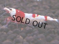 246　H【4＋1】ebisquidのレッドビー！
