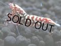 150　P【4＋1】モーニング一斉！朝から超特価！HY shrimp BLACK&RED GALAXY 次回13時00分 サヤチャンスのコスパミドルとなります