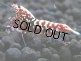150　P【4＋1】モーニング一斉！朝から超特価！HY shrimp BLACK&RED GALAXY 次回13時00分 サヤチャンスのコスパミドルとなります