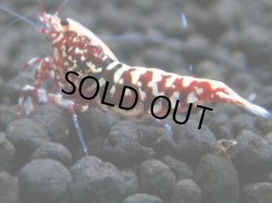 画像1: 150　P【4＋1】モーニング一斉！朝から超特価！HY shrimp BLACK&RED GALAXY 次回13時00分 サヤチャンスのコスパミドルとなります
