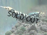 117　K【4＋1】モーニング一斉！朝から超特価！Fan Shrimp ブラックギャラクシー