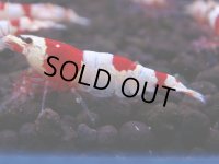 232　H【4＋1】ebisquidのレッドビー！