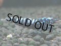 115　K【4＋1】モーニング一斉！朝から超特価！Fan Shrimp ブラックギャラクシー