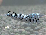 115　K【4＋1】モーニング一斉！朝から超特価！Fan Shrimp ブラックギャラクシー