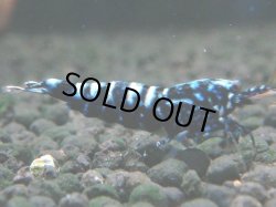 画像1: 115　K【4＋1】モーニング一斉！朝から超特価！Fan Shrimp ブラックギャラクシー