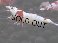 250　H【4＋1】ebisquidのレッドビー！＊次回ナイトバーゲン21時00分一斉 ＊コスパサヤチャンス＆BMG予定となります