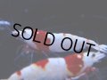 104　C【4＋1】モーニング一斉！GWSPイベント直売個体！HY shrimp ハイグレードレッドビー！