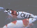 104　C【4＋1】モーニング一斉！GWSPイベント直売個体！HY shrimp ハイグレードレッドビー！