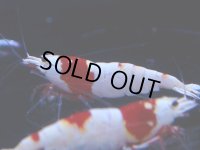 104　C【4＋1】モーニング一斉！GWSPイベント直売個体！HY shrimp ハイグレードレッドビー！
