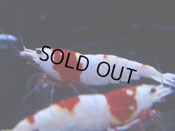 画像1: 104　C【4＋1】モーニング一斉！GWSPイベント直売個体！HY shrimp ハイグレードレッドビー！