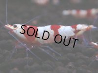 239　H【4＋1】ebisquidのレッドビー！