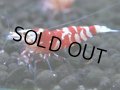 139　A【4＋1】モーニング一斉！朝から超特価！Fan Shrimp レッドファンシータイガー