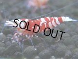 139　A【4＋1】モーニング一斉！朝から超特価！Fan Shrimp レッドファンシータイガー