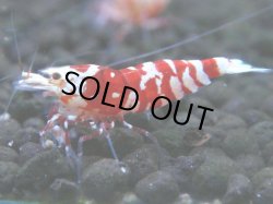 画像1: 139　A【4＋1】モーニング一斉！朝から超特価！Fan Shrimp レッドファンシータイガー