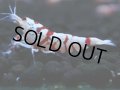 123　A【4＋1】モーニング一斉！朝から超特価！Fan Shrimp レッドファンシータイガー