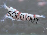 123　A【4＋1】モーニング一斉！朝から超特価！Fan Shrimp レッドファンシータイガー
