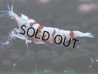 123　A【4＋1】モーニング一斉！朝から超特価！Fan Shrimp レッドファンシータイガー