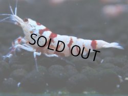 画像1: 123　A【4＋1】モーニング一斉！朝から超特価！Fan Shrimp レッドファンシータイガー