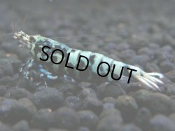 画像1: 141　P【4＋1】モーニング一斉！朝から超特価！HY shrimp BLACK&RED GALAXY