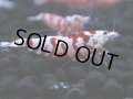 124　A【4＋1】モーニング一斉！朝から超特価！Fan Shrimp レッドファンシータイガー
