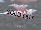 124　A【4＋1】モーニング一斉！朝から超特価！Fan Shrimp レッドファンシータイガー