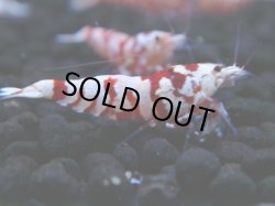 画像1: 124　A【4＋1】モーニング一斉！朝から超特価！Fan Shrimp レッドファンシータイガー