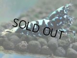 119　K【4＋1】モーニング一斉！朝から超特価！Fan Shrimp ブラックギャラクシー