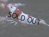 230　H【4＋1】ZOZO BEEのレッドビー！