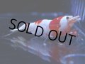 108　C【4＋1】モーニング一斉！GWSPイベント直売個体！HY shrimp ハイグレードレッドビー！