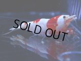 108　C【4＋1】モーニング一斉！GWSPイベント直売個体！HY shrimp ハイグレードレッドビー！